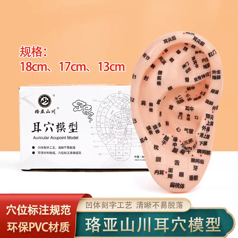 中医用针灸耳穴模型耳朵模型反射区模型耳朵经络13cm17cm18cm