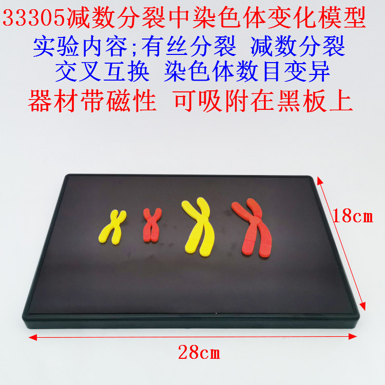 33305减数分裂中染色体变化模型组件磁性长28*宽18cm生物教学仪器