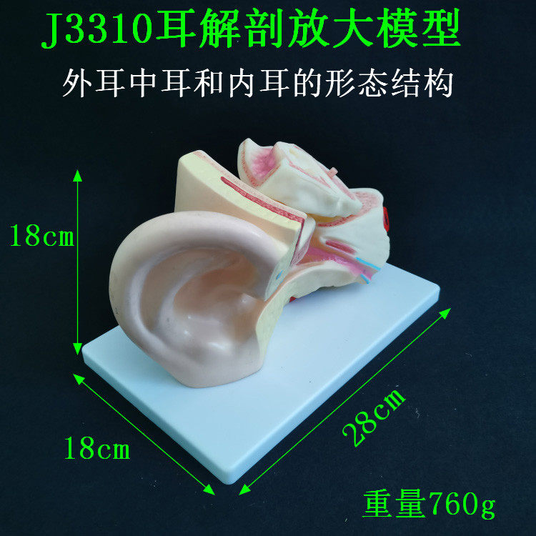 耳解剖放大模型生物教学人体耳朵构造J3310耳解剖模型教学仪器包