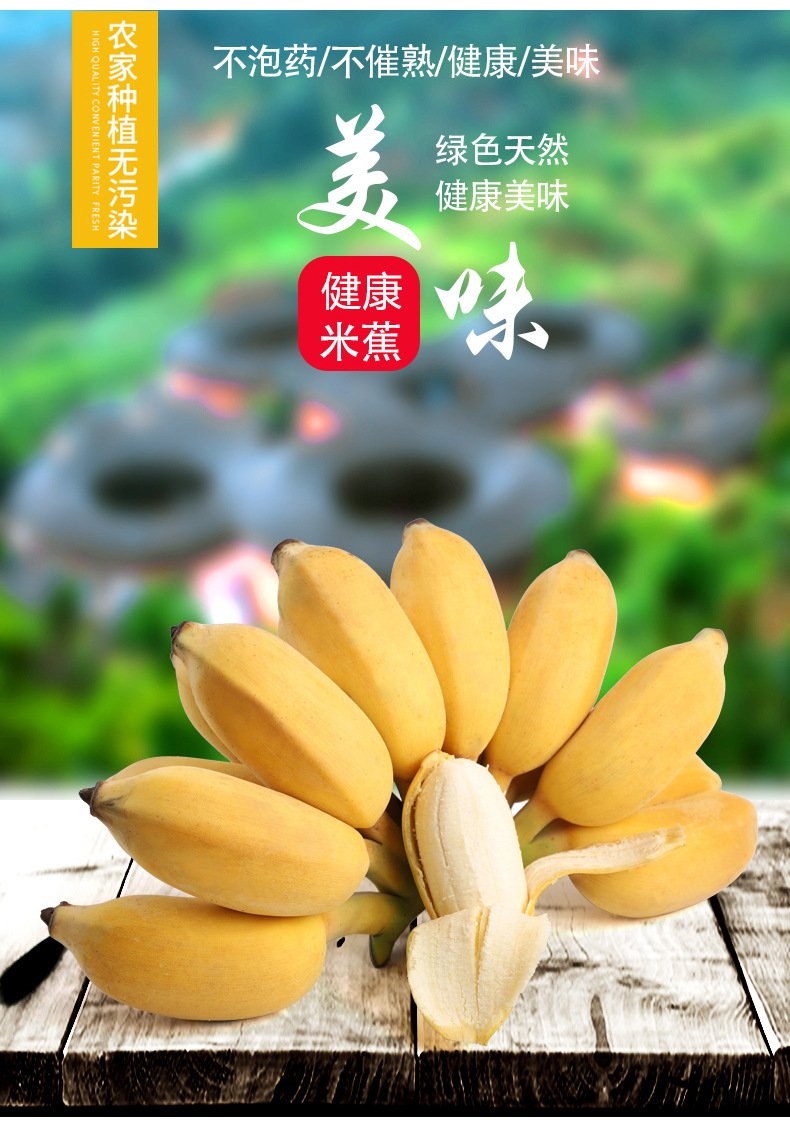 广西小米蕉 带箱10斤 蕉园现割先发 图1