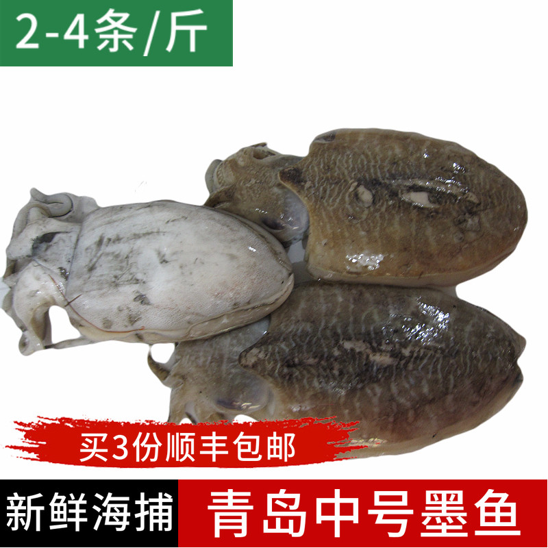 Cuttlefish Fresh squid fresh frozen octopus sea fish Cuttlefish Seafood 2-4pcs 500 g