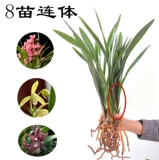 Орхидея горшечные растения в помещении цветы и зеленые растения в четырех сезонах орхидеи по имени орхидея ароматный ладан Тип Сон Сянгфей