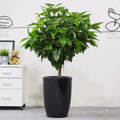 Большое растение пинг деревянный горшок популярный популярный популярный популярный популярный популярный дерево Nihonan Everbone Formation Green Plant В закрытом офисе бесплатная доставка бесплатная доставка