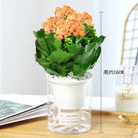 Большой горшок премиум-класса для цветов апельсина (цилиндрический самовсасывающий) (купи 2 и получи лейку)