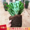 Товары от 菜友花卉旗舰店