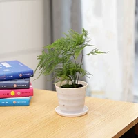 Горшок с тонким бамбуком [доставка в оригинальной почве]