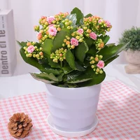 Изысканный большой горшок с розовыми цветами (горизонтальный горшок) (купите 2 и получите лейку в подарок)