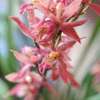 Hongcaisu 5 саженцев купи два, получи один в подарок