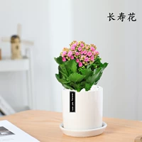 Изысканный большой горшок розово-красный с цветами (белый цилиндрический фарфоровый таз) (купи 2 и получи лейку)