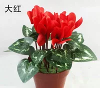 Красный большой листовой циклоп (белый бассейн)