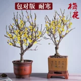 Цветочный цветок сливы