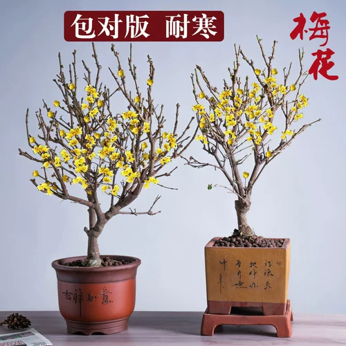 Цветочный цветок сливы