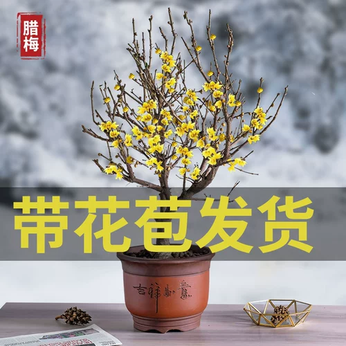 Цветочный цветок сливы