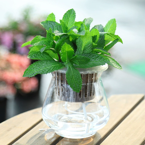 Мятный горшок съедобные крупные горшки из комаров с комаром репеллентные гидропонные растения прозрачные мяты офис. Небольшие зеленые растения