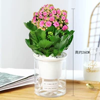 Качественный большой горшок с розово-красными цветами (цилиндрический самовсасывающий) (купи 2 и получи лейку)