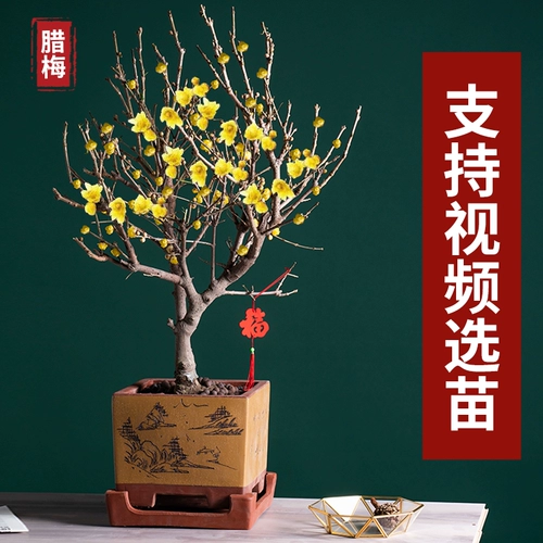 Цветочный цветок сливы