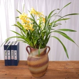 Орхидея горшечные растения в помещении цветы и зеленые растения в четырех сезонах орхидеи по имени орхидея ароматный ладан Тип Сон Сянгфей