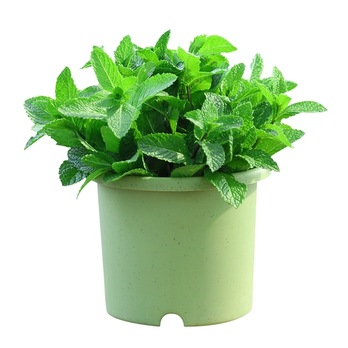 Мятный горшок съедобные крупные горшки из комаров с комаром репеллентные гидропонные растения прозрачные мяты офис. Небольшие зеленые растения