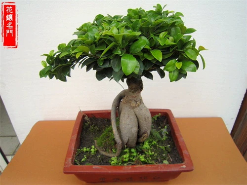 Четыре сезона вечнозеленые, холодные устойчивые