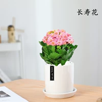 Изысканный большой розовый горшок с цветами (белый фарфоровый горшок цилиндрической формы) (купи 2 и получи лейку)