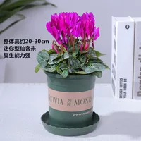 Фиолетовый цвет докуле цикламен (бассейн 0,5 галлона)