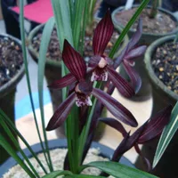 Banqiao Yimo 5 саженцев купи два, получи один в подарок