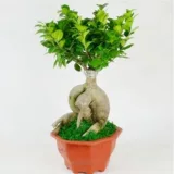 Четыре сезона вечнозеленые, холодные устойчивые