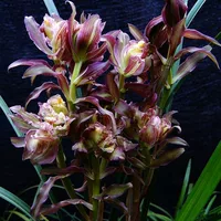 Chunjian Colorful Kirin 5 Саженцы Купите 2, получите 1 бесплатно