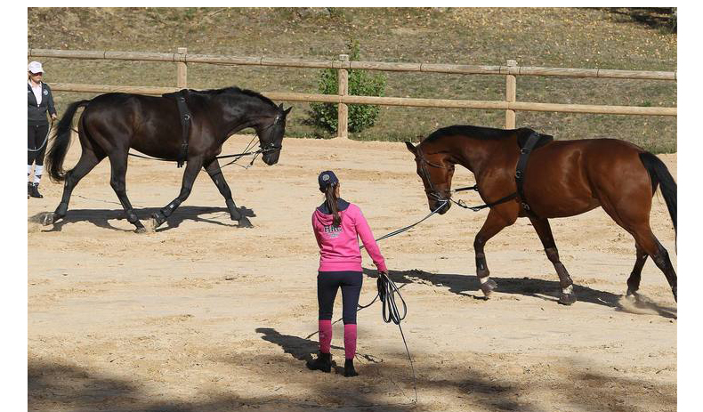 Decathlon đào tạo ngựa cinch thực hành tráng thích nghi một loạt các reins cưỡi ngựa thể thao FOUGANZA trang phục cưỡi ngựa