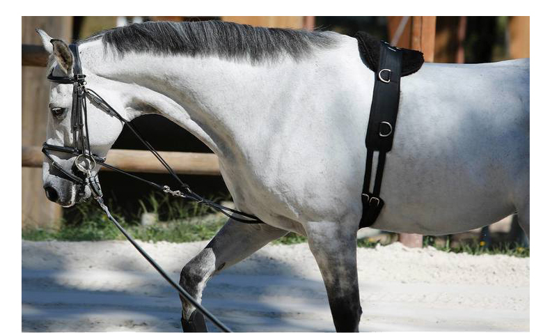 Decathlon đào tạo ngựa cinch thực hành tráng thích nghi một loạt các reins cưỡi ngựa thể thao FOUGANZA trang phục cưỡi ngựa