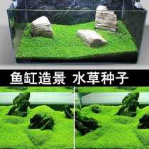  Fish tank decoration Crash aquatic plant seeds Mini leaf-to-leaf cow hair grass live landscaping four seasons package Real plant fish farming