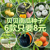 Beibei pumpkin seeds sweet and soft waxy chestnut flavor Four Seasons sown balcony courtyard basin high yield fruit vegetable seed