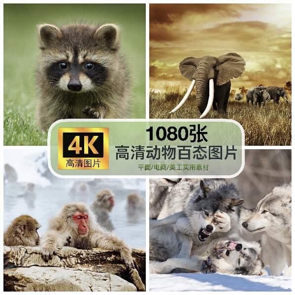 High-Definition 4K Wildlife Photography Collection, High-Quality Sketching, Magazine Albums, Poster Design, and Image Resources