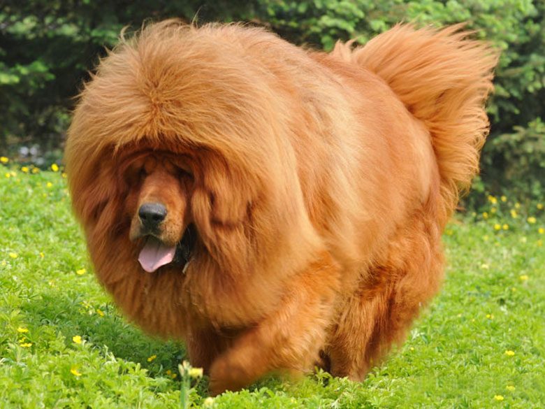 Purebred Tibetan Mastiff Goldenacresdogs Purebred Tibetan Mastiff