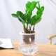 Cây thủy canh Fortune Wenzhu Green Luo Fugui Tre Cây xanh Trồng trong nhà Cây xanh Cây thủy tinh trong nhà Bình thủy tinh Gardenia - Vase / Bồn hoa & Kệ