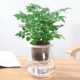 Cây thủy canh Fortune Wenzhu Green Luo Fugui Tre Cây xanh Trồng trong nhà Cây xanh Cây thủy tinh trong nhà Bình thủy tinh Gardenia - Vase / Bồn hoa & Kệ