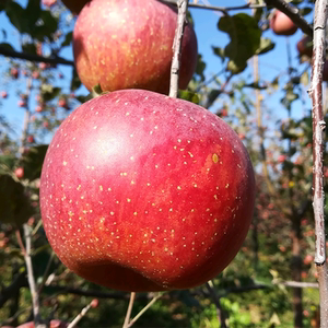 【顺丰包邮】大凉山红富士1000g