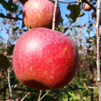 【顺丰包邮】大凉山红富士1000g