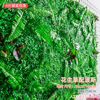 Арахисовая трава с