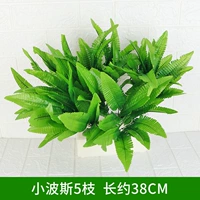 Персидские 5 филиалов