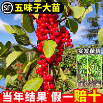 Authentic Schisandra saplings medicinal saplings fruit trees fruit seedlings north and south four-season planting balcony potted plants courtyard planting