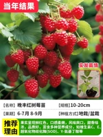 【Неактивная упаковка】 2 красных малиновых саженцев вечером