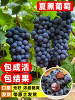 Премиальные летние черные саженцы без семян 20-30 см (результат немедленно, мертвые саженцы перезапущены)