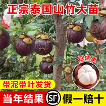 Thai Mountain Bamboo Sapling with fruit Four Seasons Potted Lingnan gold Mountain Bamboo grafted seedless fruit seedlings South of fruit seedlings