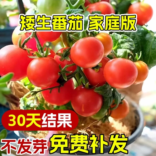 Карликовая горшка маленькие томатные семена клубничные томатные виды томатов 孑 вишня томат четыре сезона балкон -растительные семена