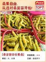 【Редкий сорт】 1 ароматный золотой медовый белый длинный фруктовый тутол