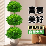 Деньги баньян горшечный завод в помещении деньги деньги гостиная гостиная крупно