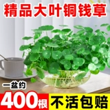 Крупнолистное медное денежное растение, гидропонное растение в горшке для дома, гостиной, офиса, водное гидропонное растение, денежное растение, легко выращивать