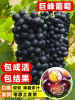 Премиум джуфенг-виноградные саженцы 20-30 см (результат немедленно, мертвые саженцы перезапускаются)