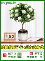 [Живи в течение одного года] А -коэффициент на ледяной форме цветок сада+керамика теперь бриллиантовые талоны [принесите цветы и корабль с посадкой из горшка с горшками]